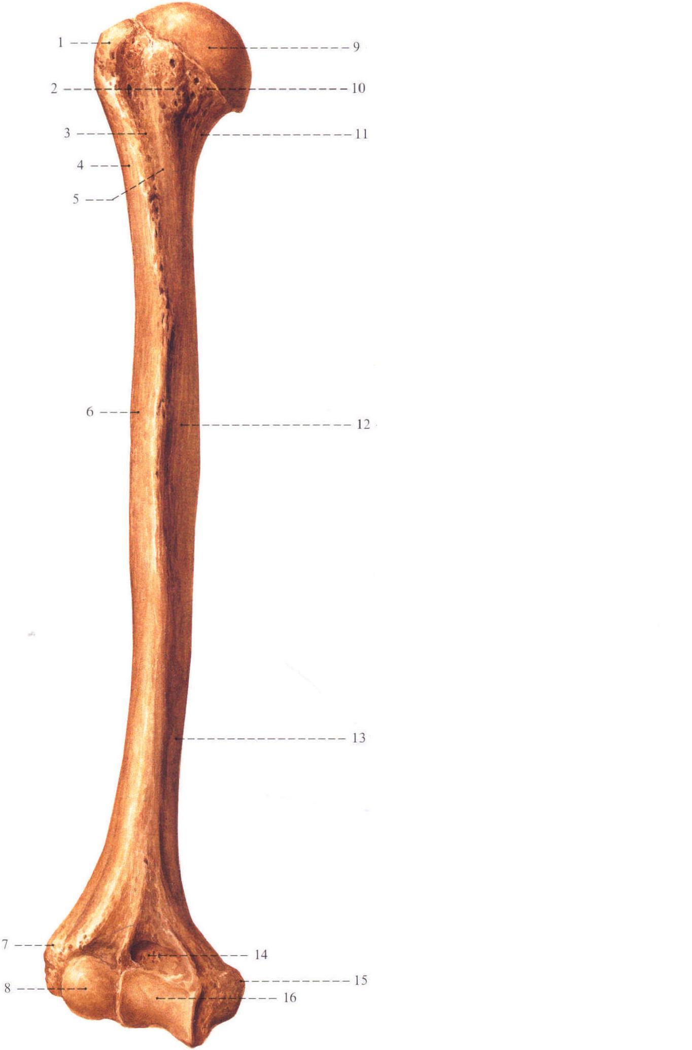 肱骨(前面观)